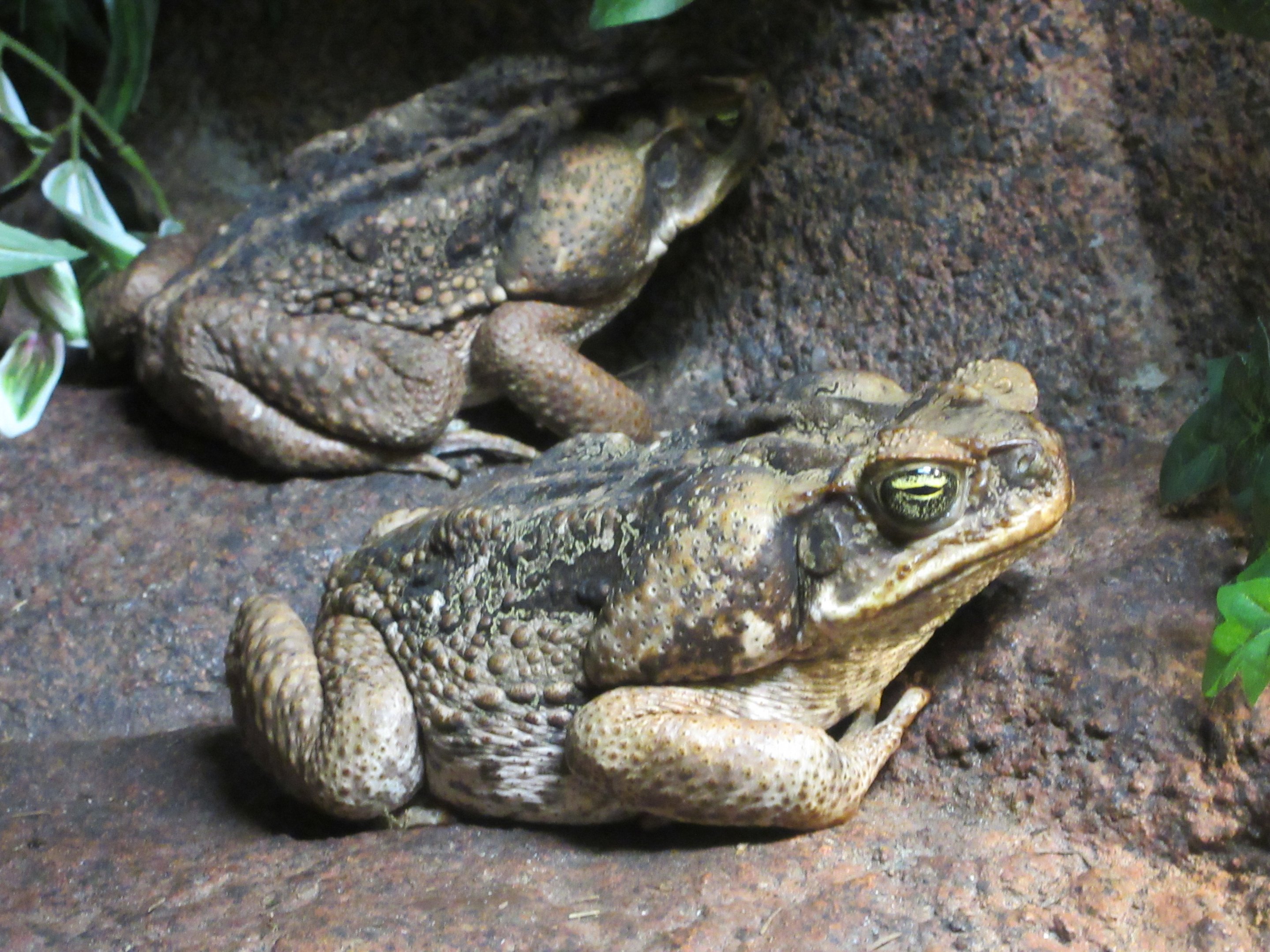 Cane Toads