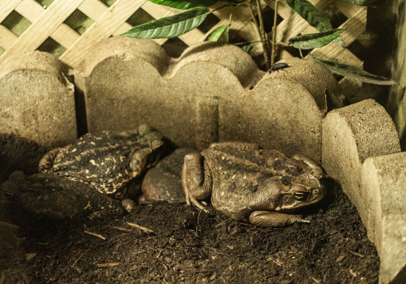 Cane Toads