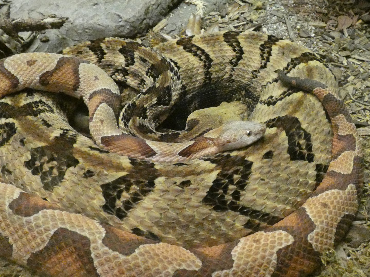 "Canebrake" rattlesnake and southern copperhead