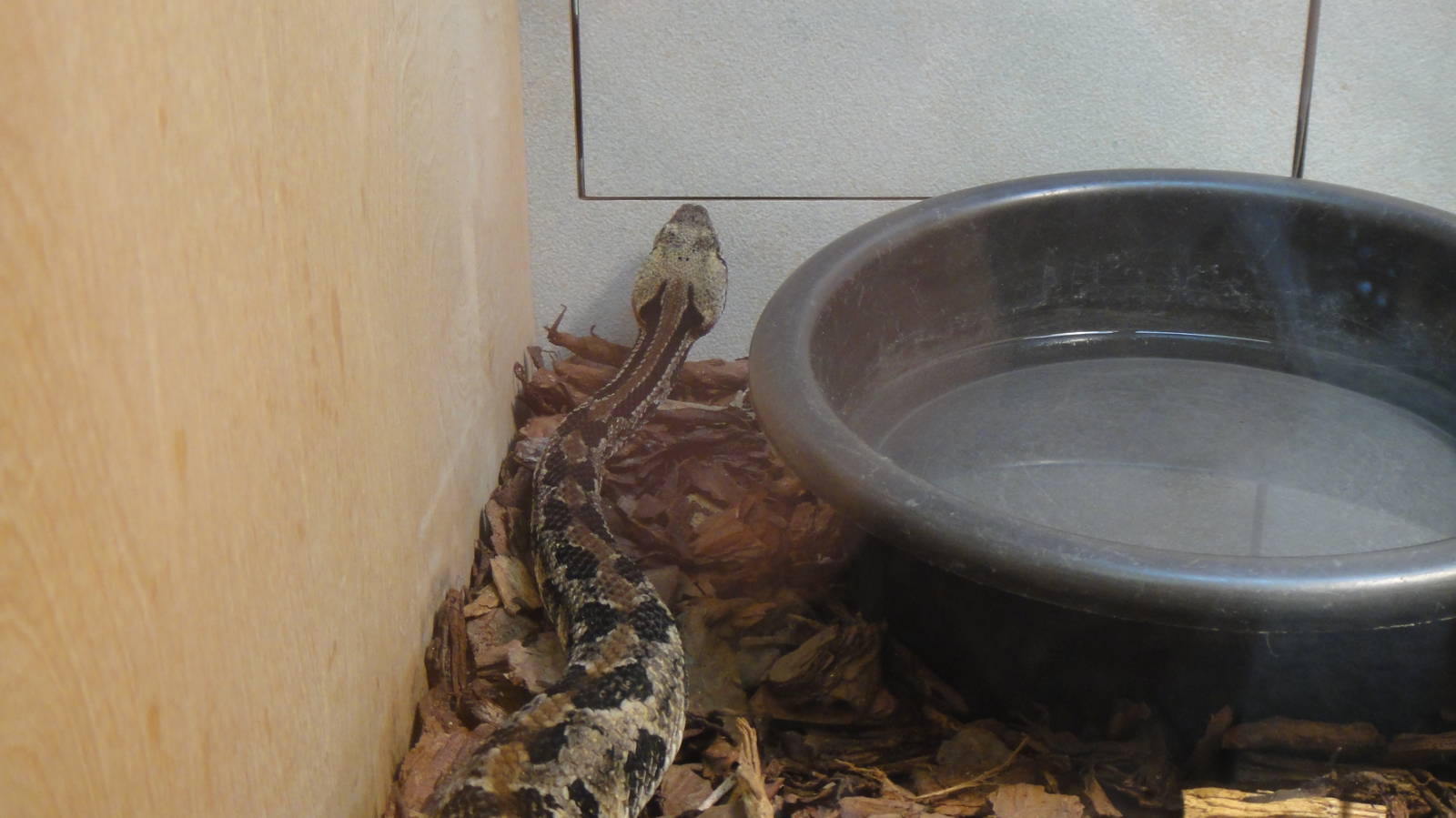 Canebrake rattlesnake at Museum of life and science 2015-1-31