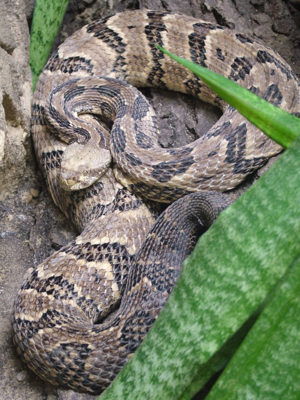 Canebrake Rattlesnake at Tierpark Berlin, 30/08/11