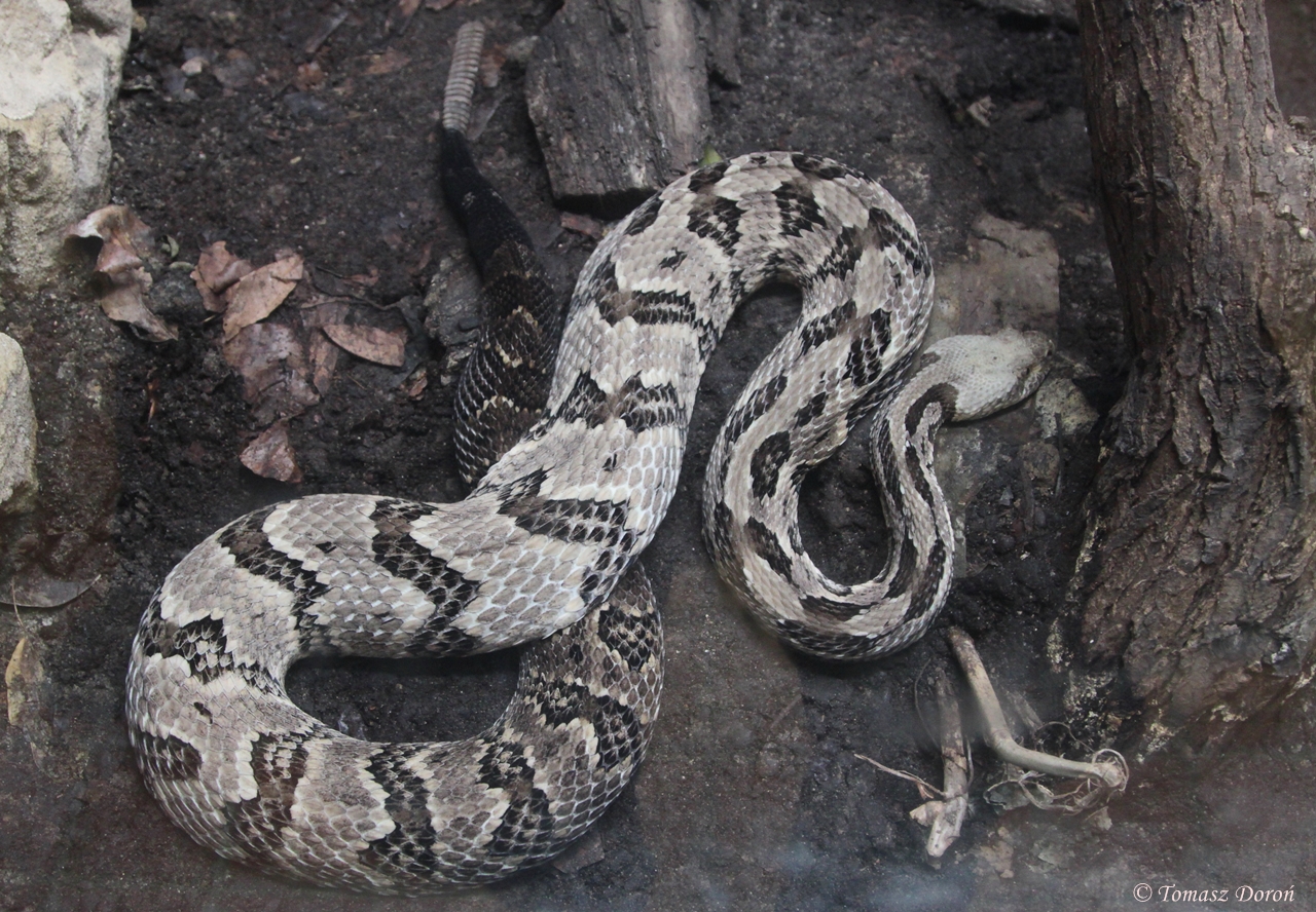 Canebrake Rattlesnake (Crotalus horridus atricaudatus)