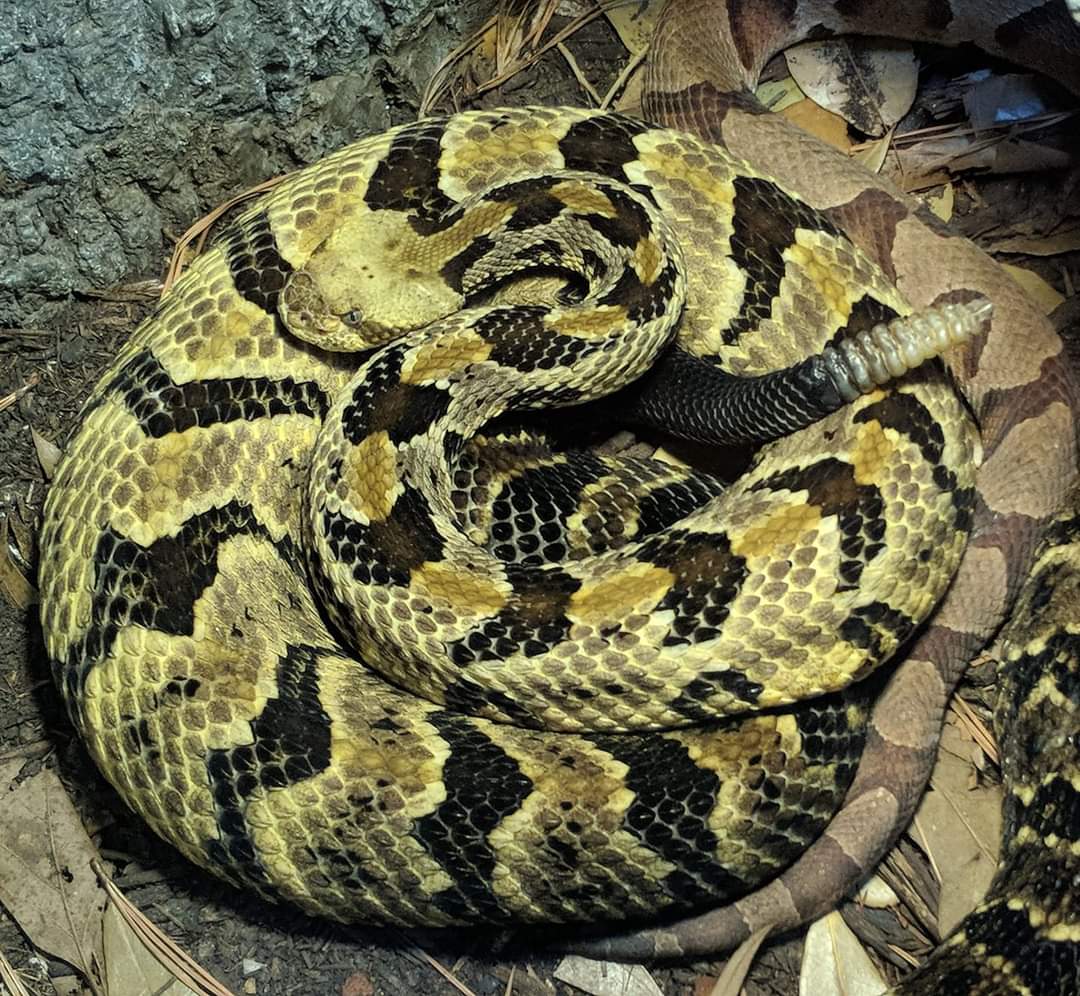 Canebrake rattlesnake (Crotalus horridus)