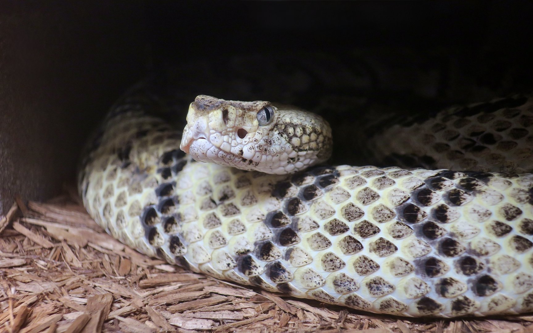 Canebrake Rattlesnake (Crotalus horridus)