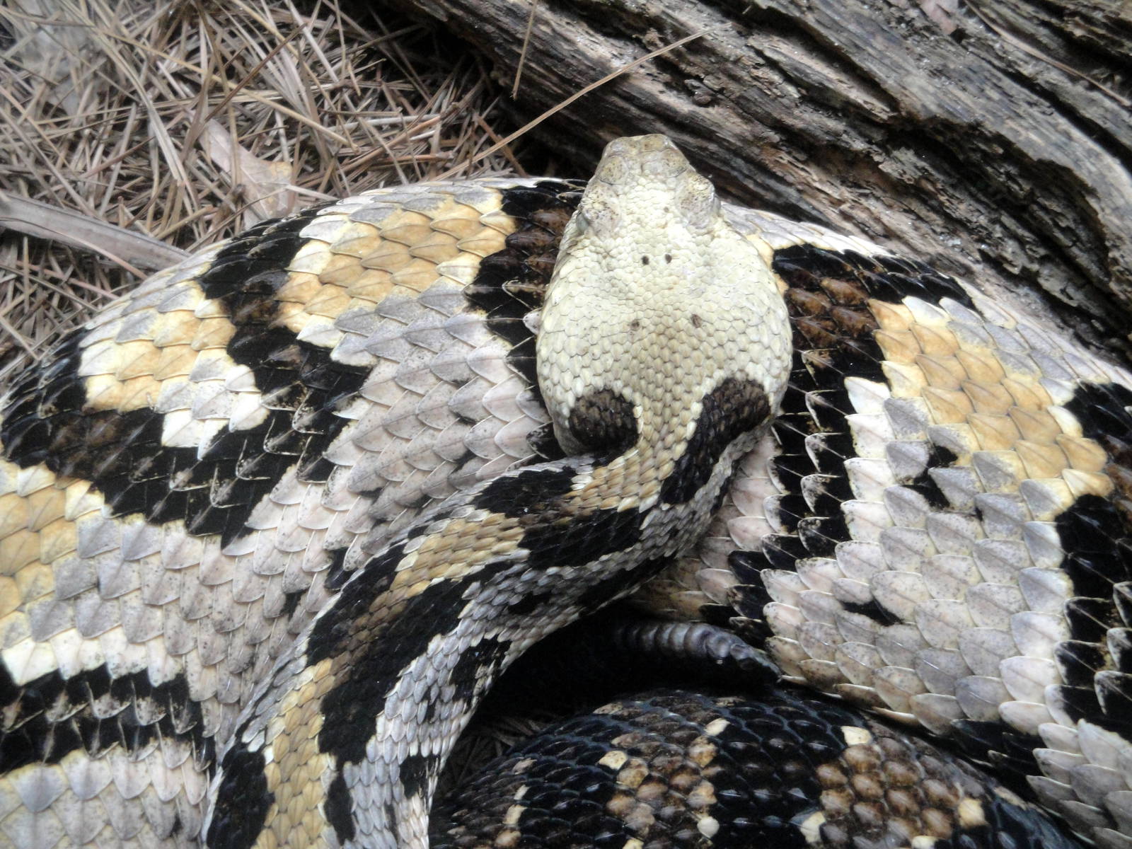 Canebrake Rattlesnake