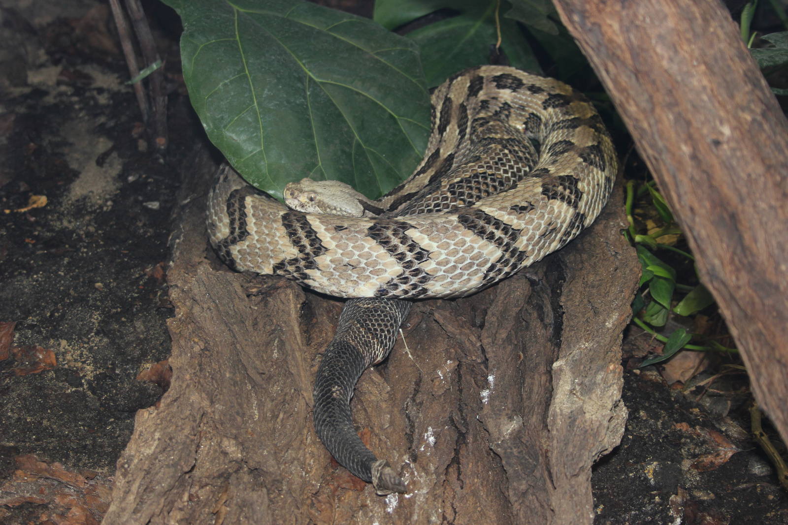 Canebrake rattlesnake