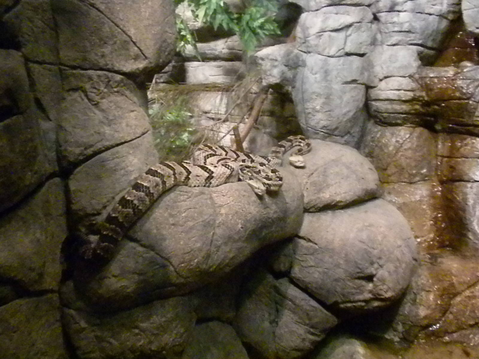 Canebrake Rattlesnake