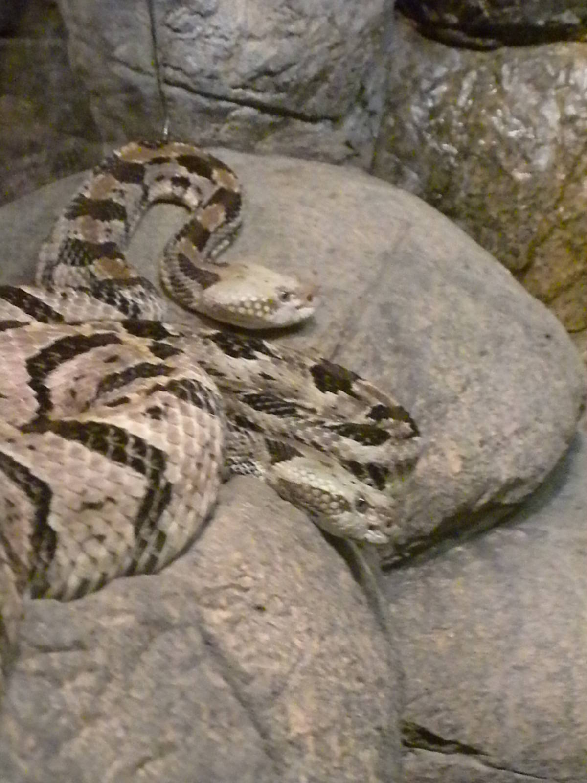 Canebrake Rattlesnake