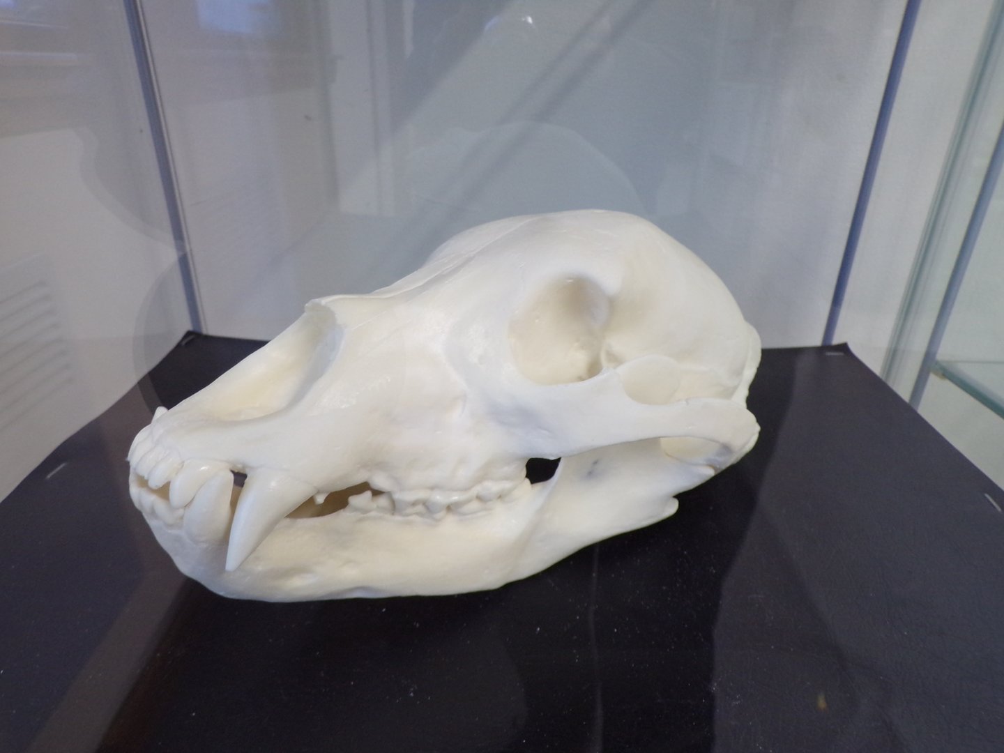 Canid skull (ID?) in education room