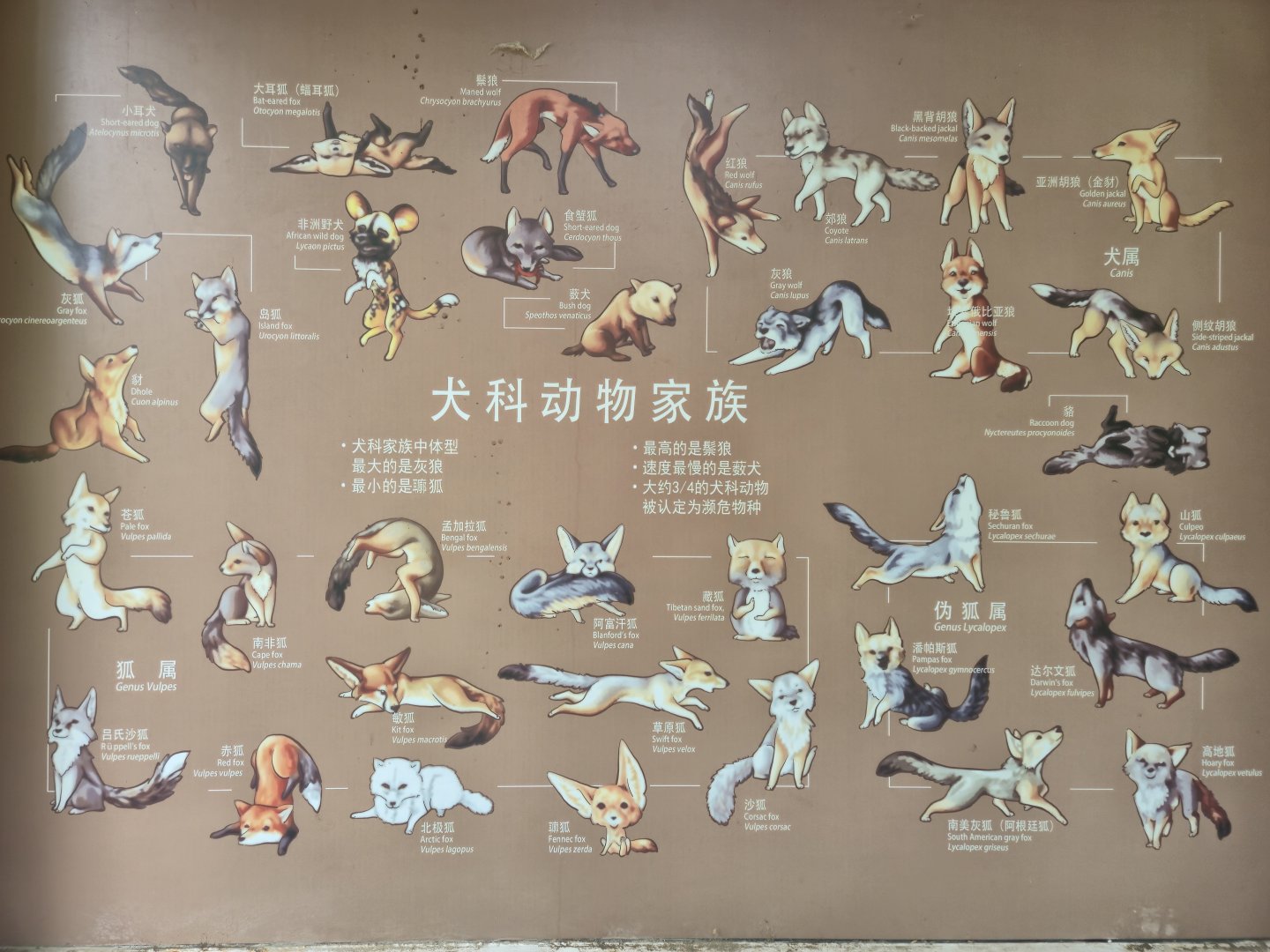 Canidae educational display