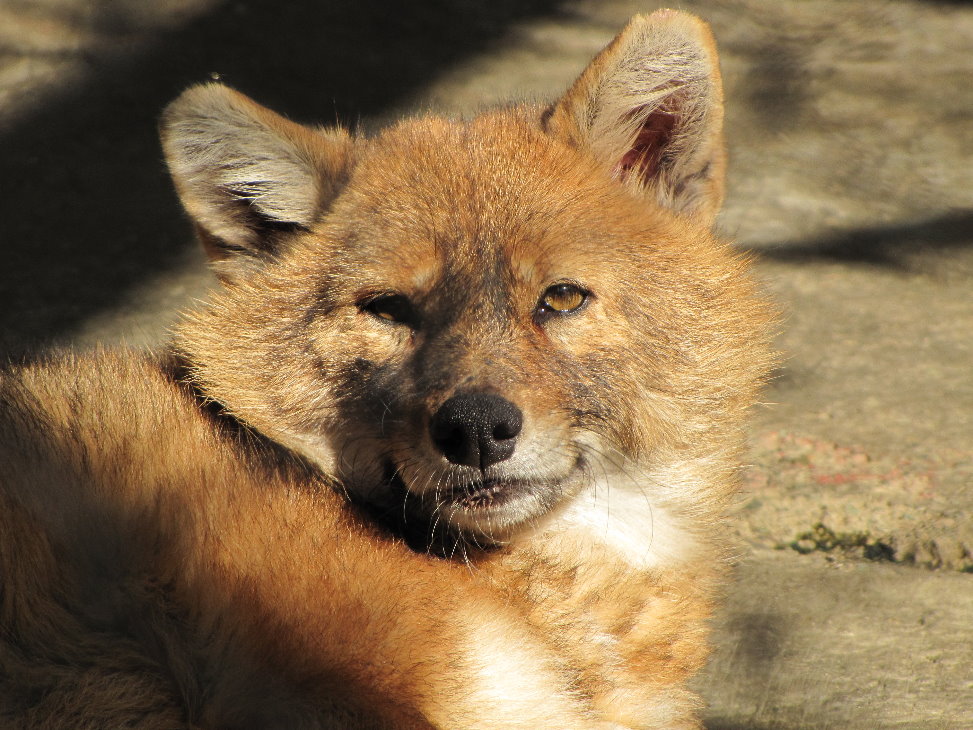 Canis aureus-Golden Jackal(tehran zoo)