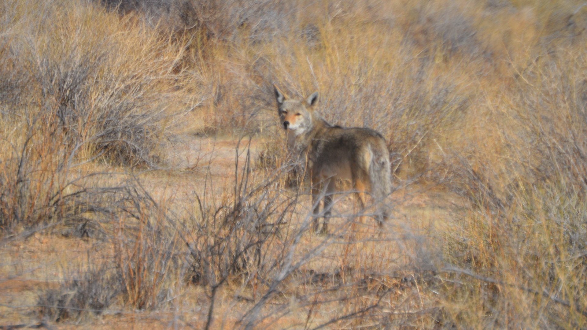 Canis latrans (clepticus, I think)