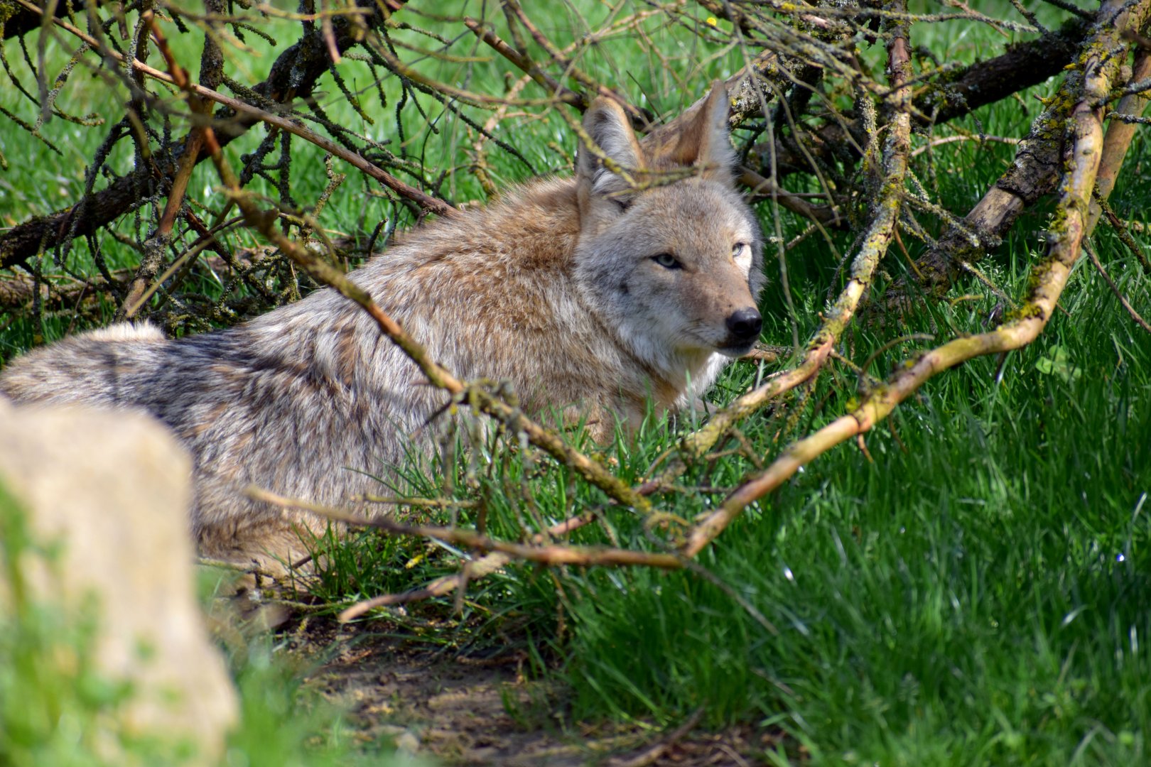 Canis latrans - Coyote