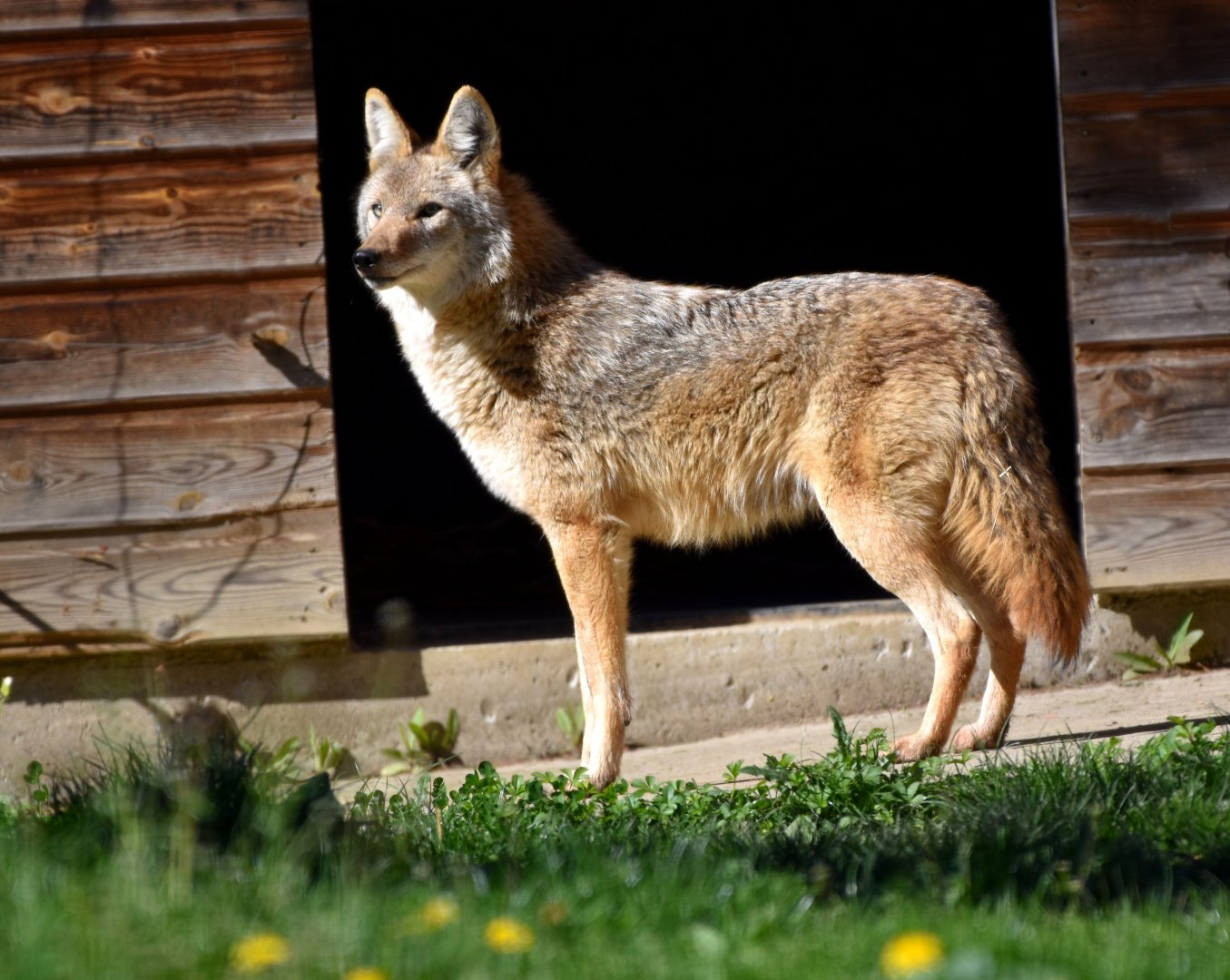 Canis latrans - Coyote