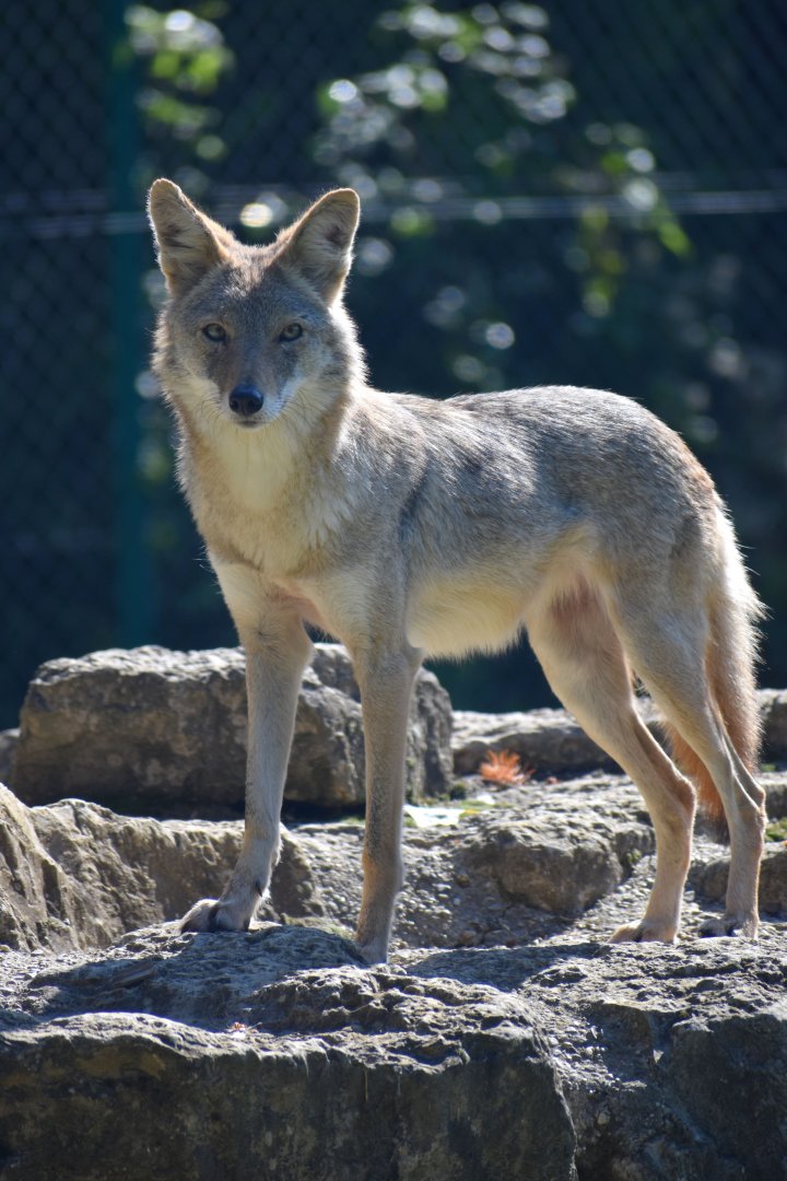 Canis latrans - Coyote