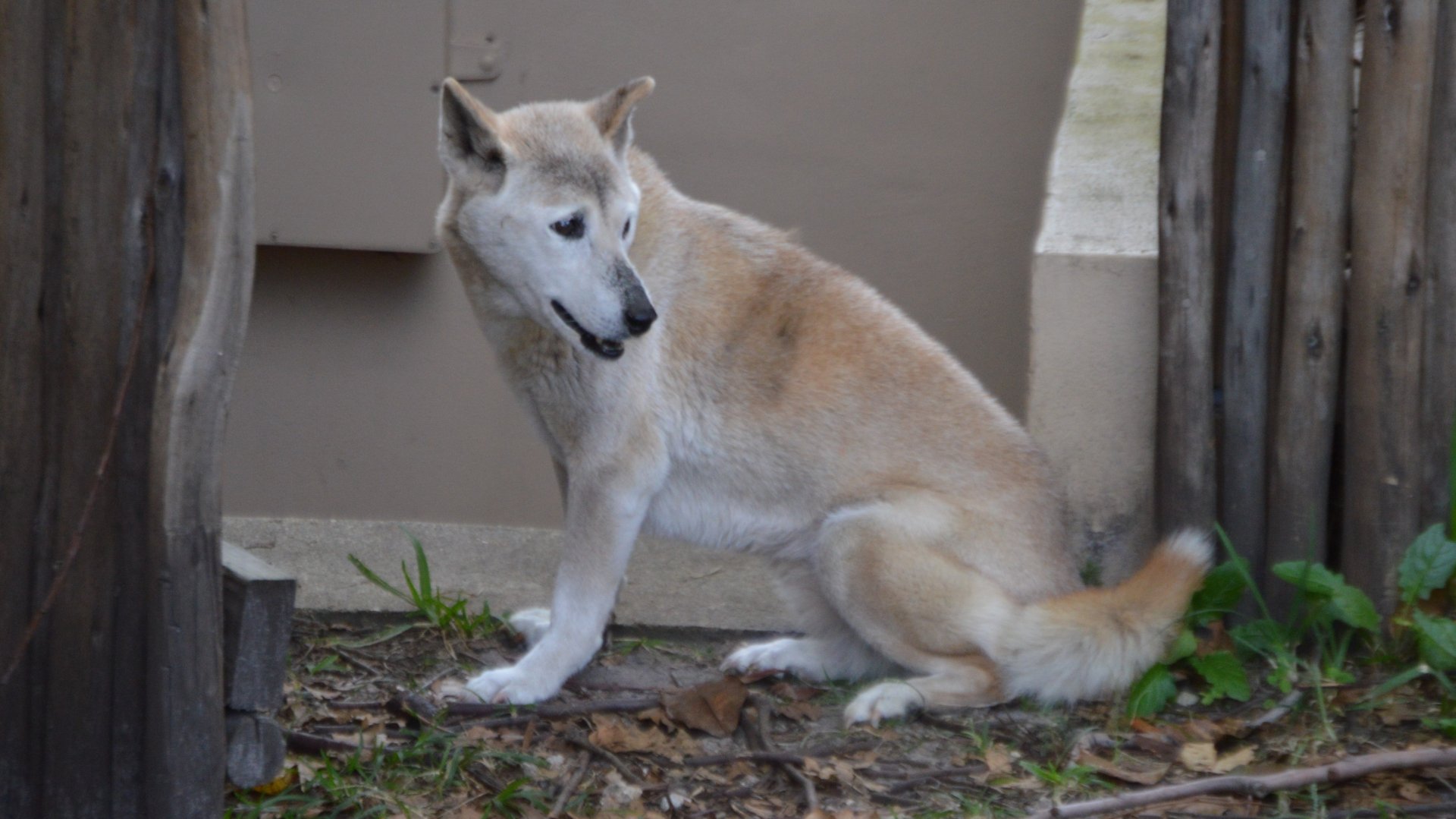Canis lupus dinog/hallstromi