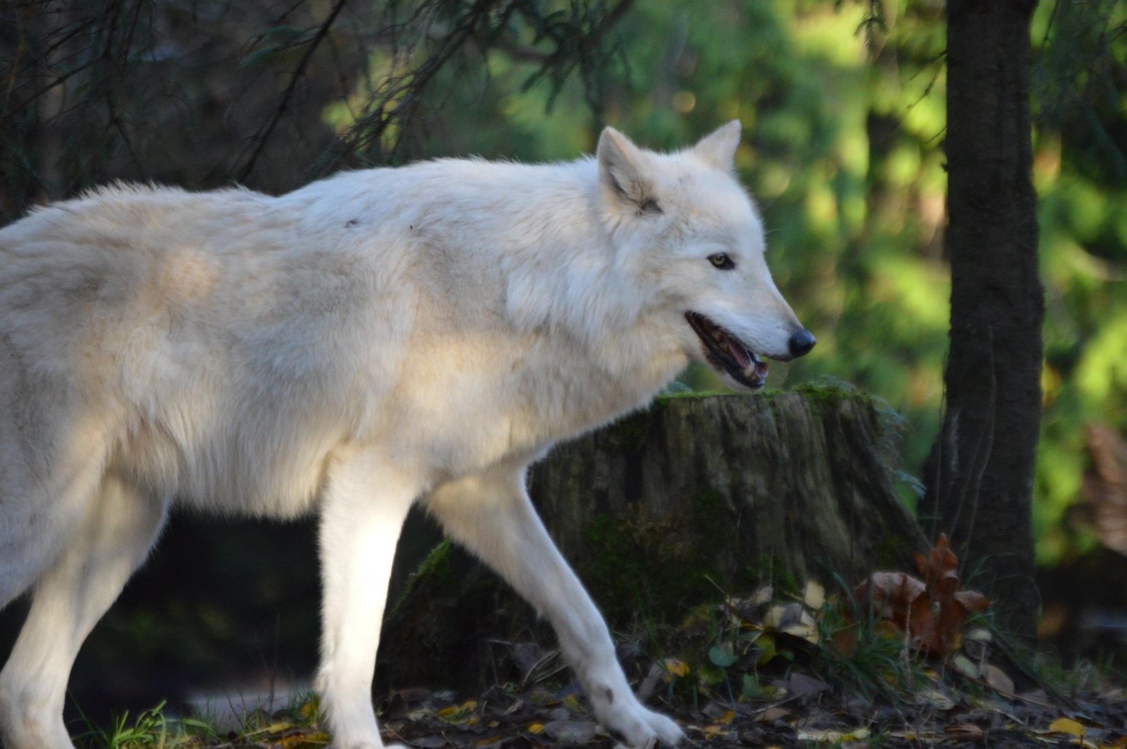 Canis lupus (occidentalis?)