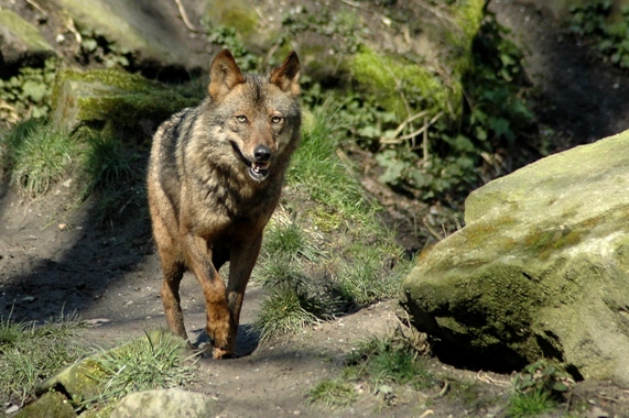 Canis lupus signatus - Spanish Wolf (Munster, Germany)