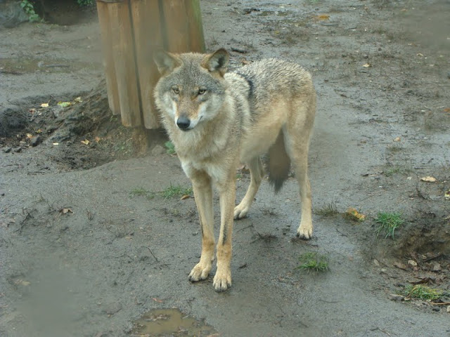 Canis lupus