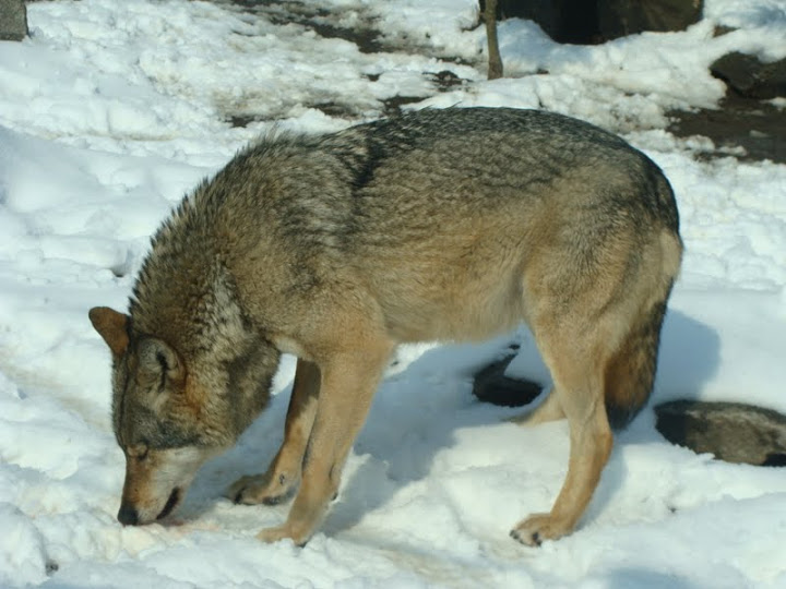 Canis lupus