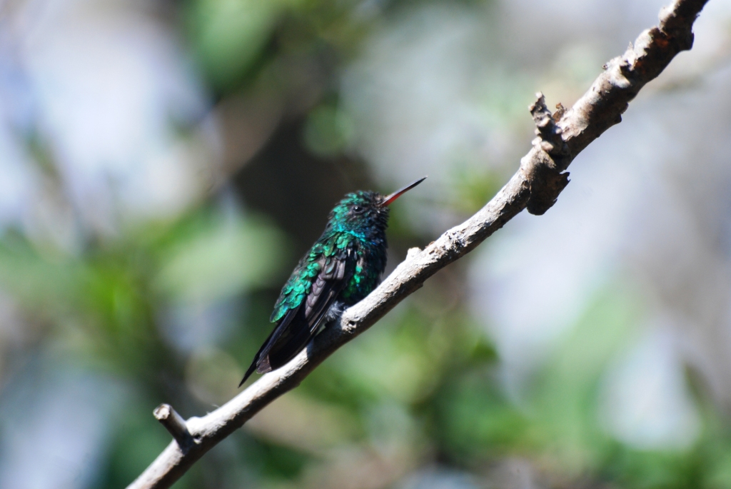 Canivet's Emerald at Monteverde Lodge, 19/04/14