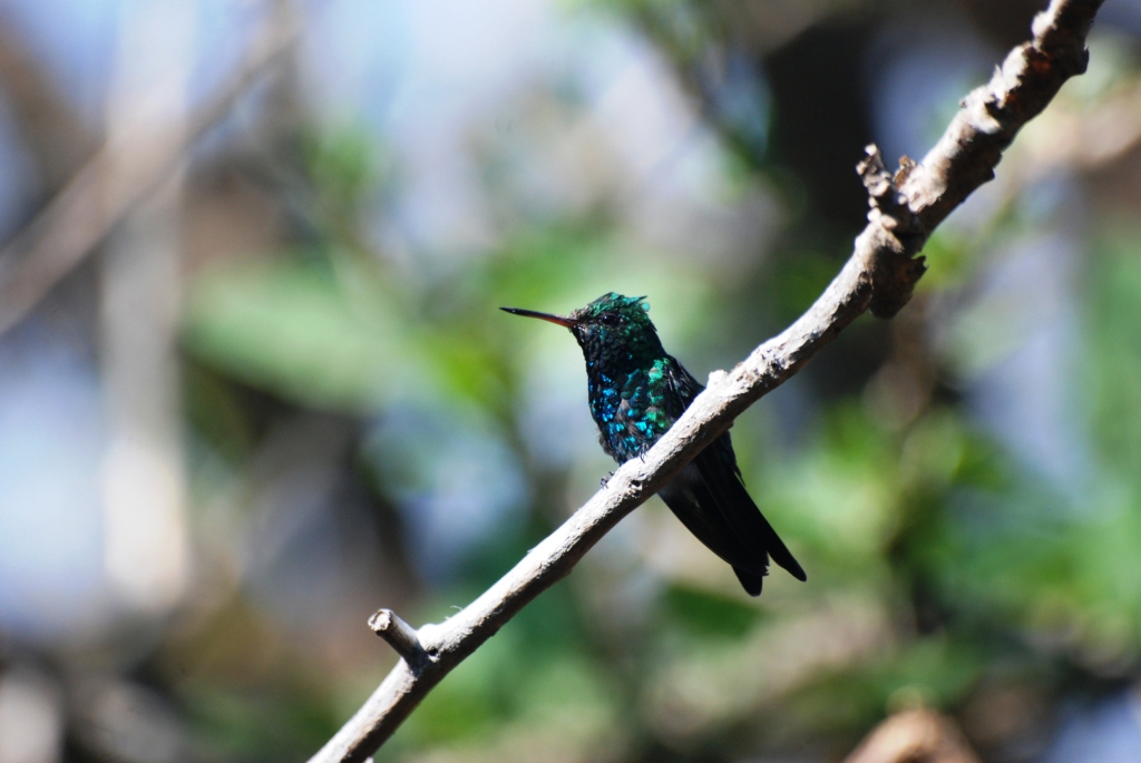 Canivet's Emerald at Monteverde Lodge, 19/04/14