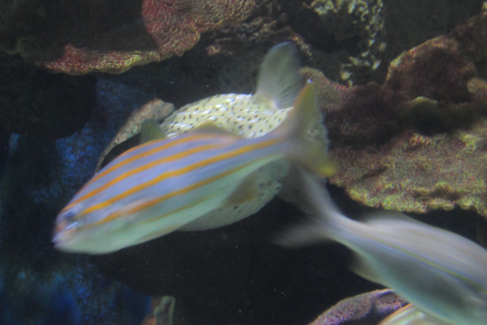 cann somebody identify