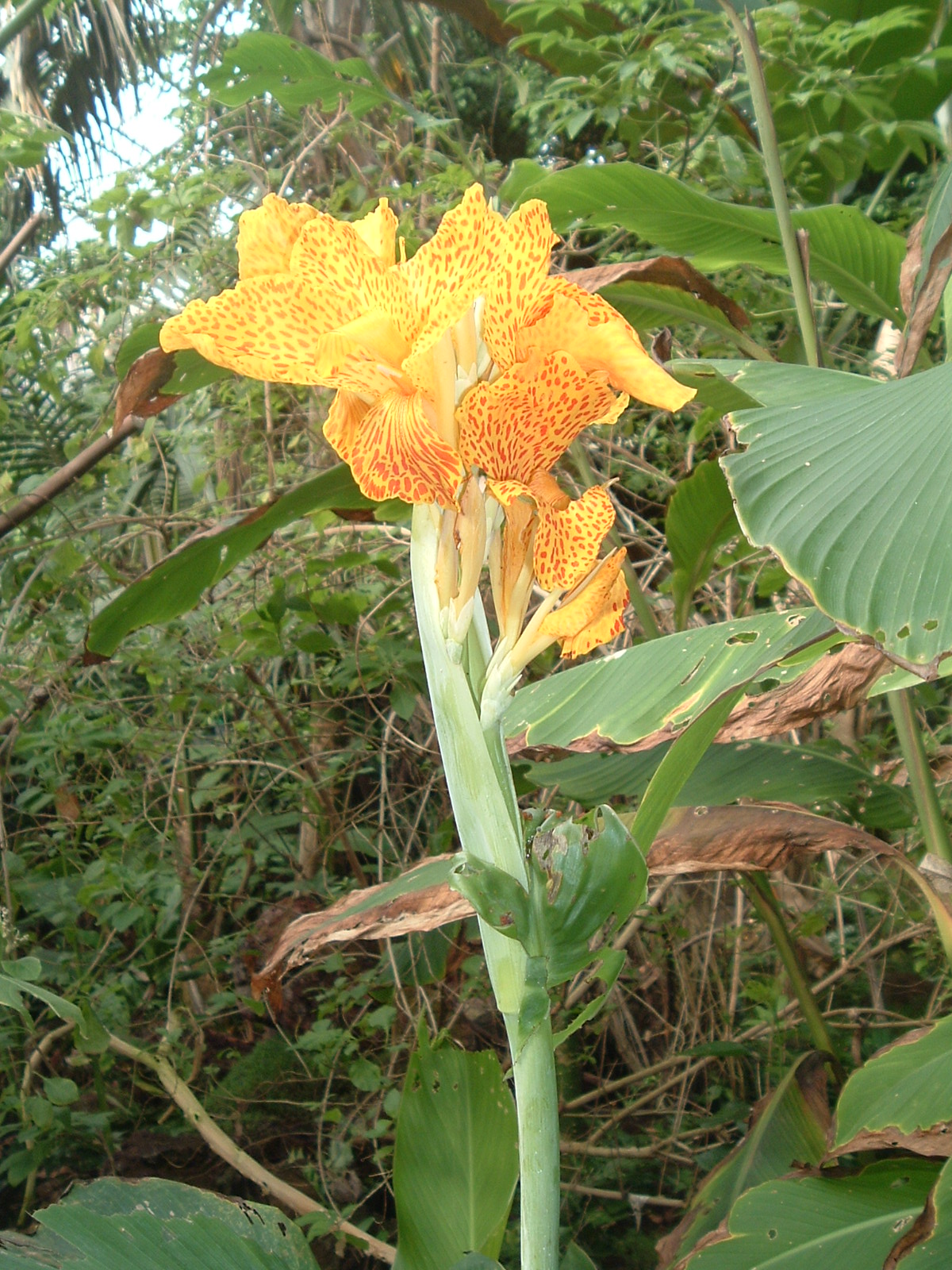 canna? in greenhouse, Artis Zoo, Jan 2006