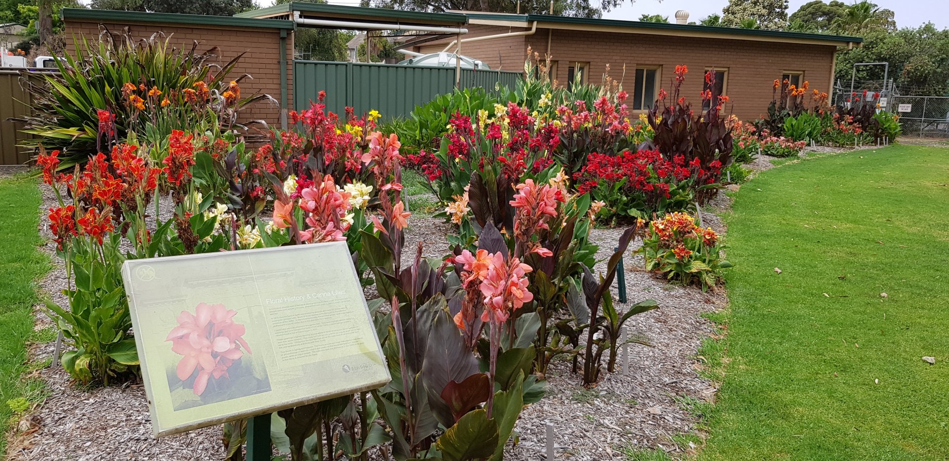 Canna Lilly collection - White Hills Botanic Garden