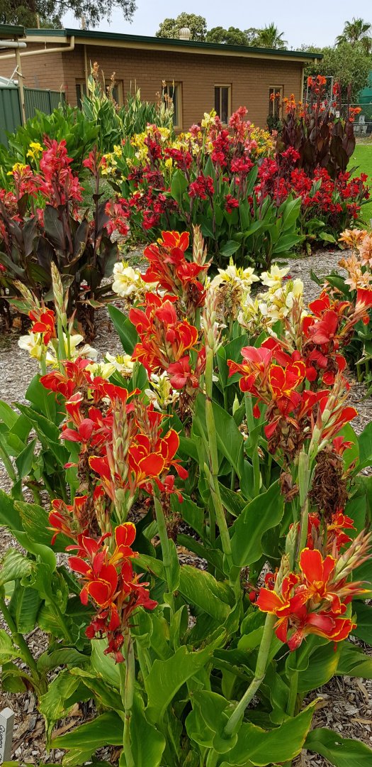 Canna Lilly collection - White Hills Botanic Garden