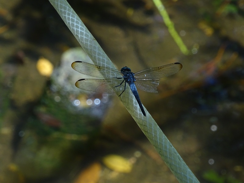 Cannaphila insularis