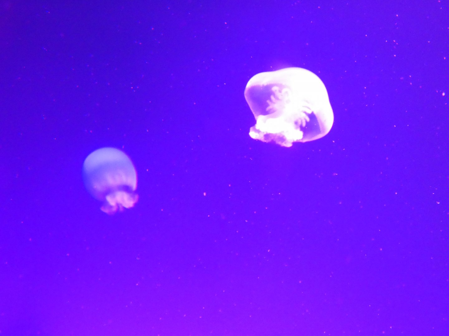 Cannonball jellyfish