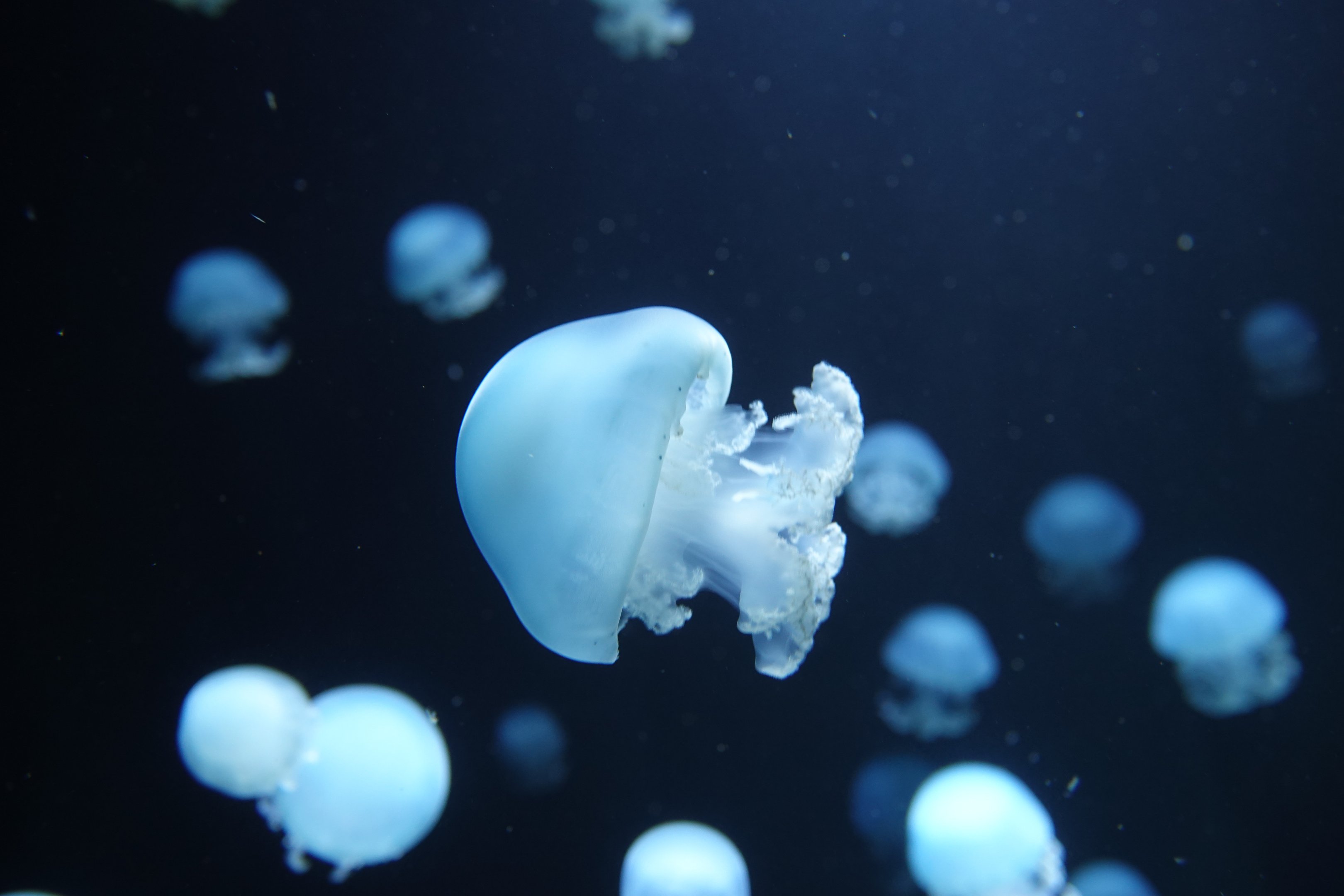 Cannonball jellyfish