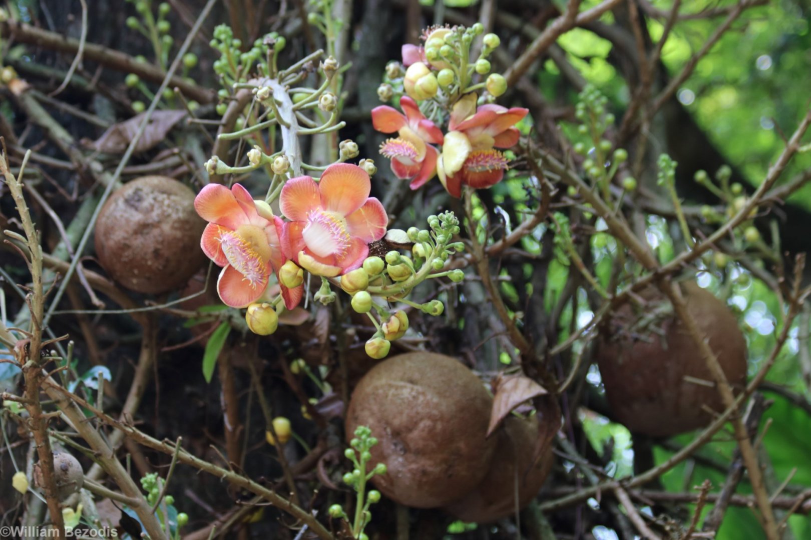 Cannonball Tree
