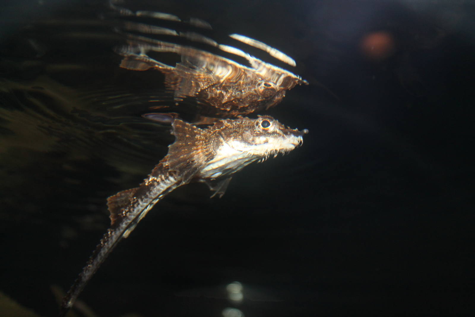 Cannot remember the fishy name