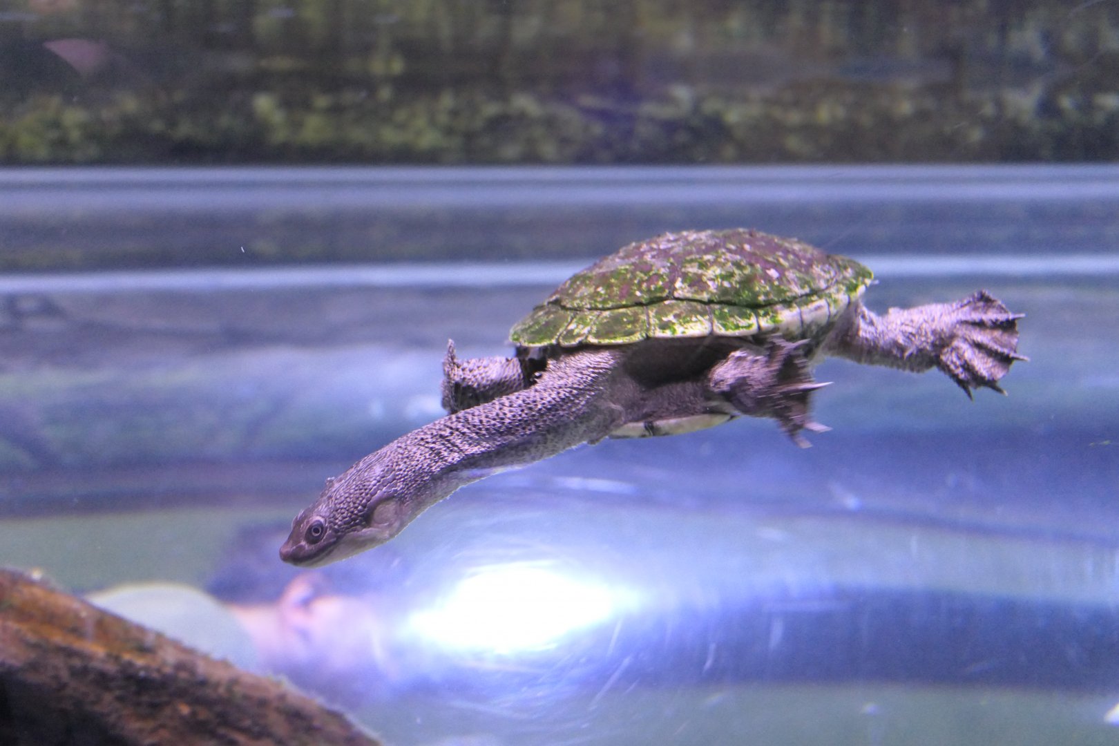 Cann's Snake-necked Turtle (Chelodina canni)