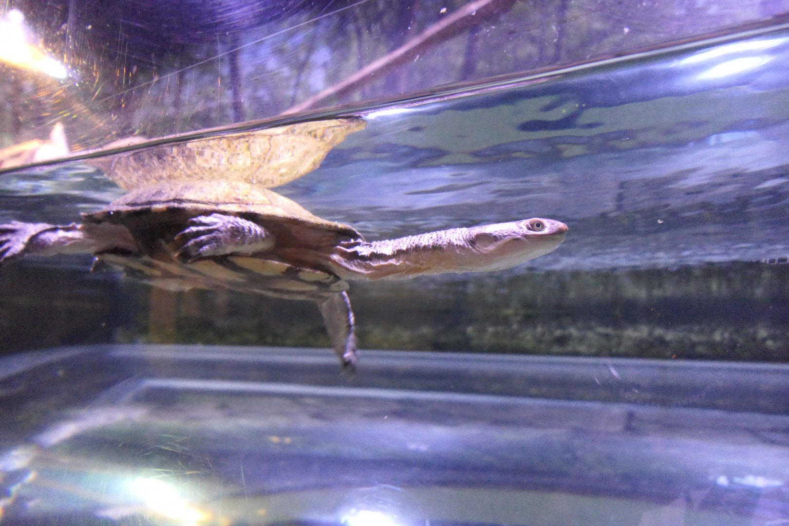 Cann's Snake-necked Turtle (Chelodina canni)