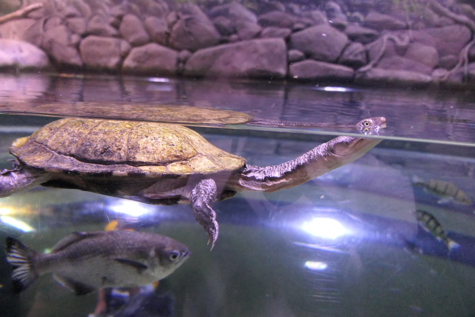Cann's Snake-necked Turtle (Chelodina canni)