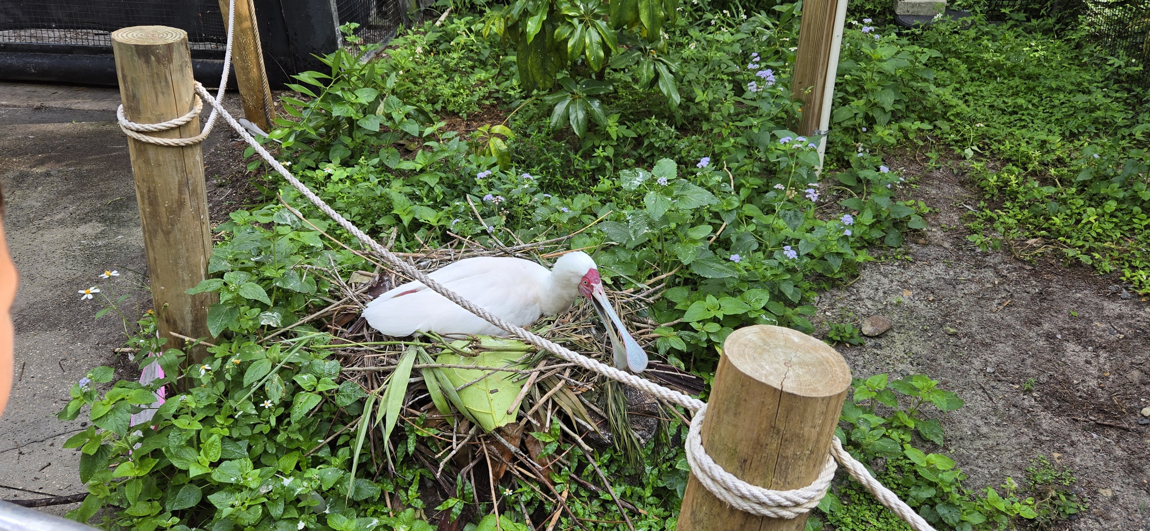 Canopy Aviary - African spoonbill nesting