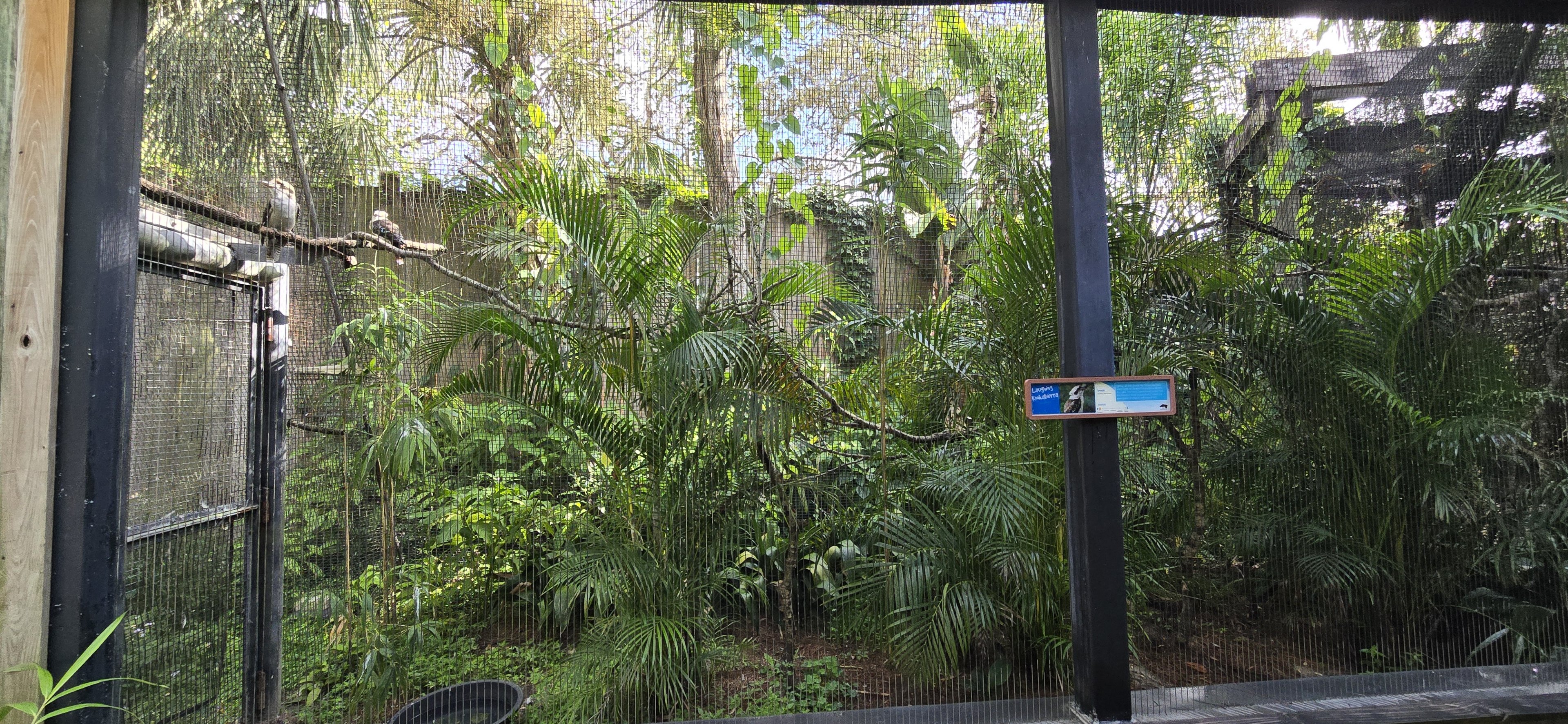 Canopy Aviary - kookaburra