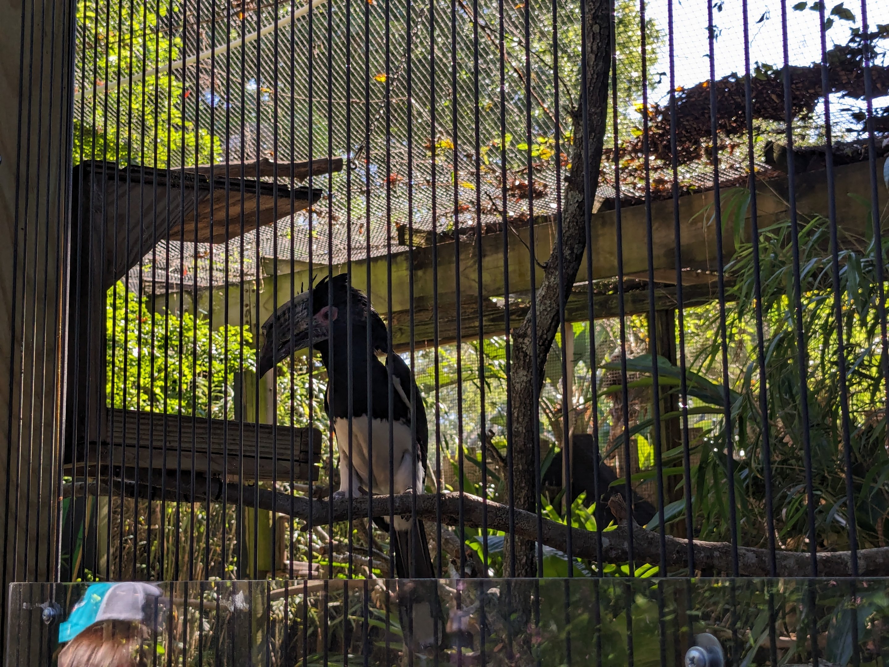 Canopy Aviary - Trumpeter Hornbill
