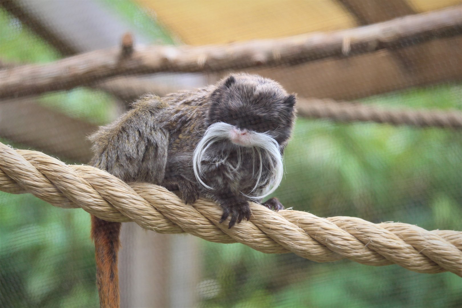 Canopy Creatures - Bearded Emperor Tamarin