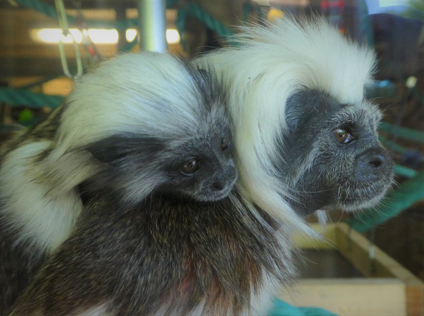 Canopy Creatures - Cotton-top Tamarin and Baby