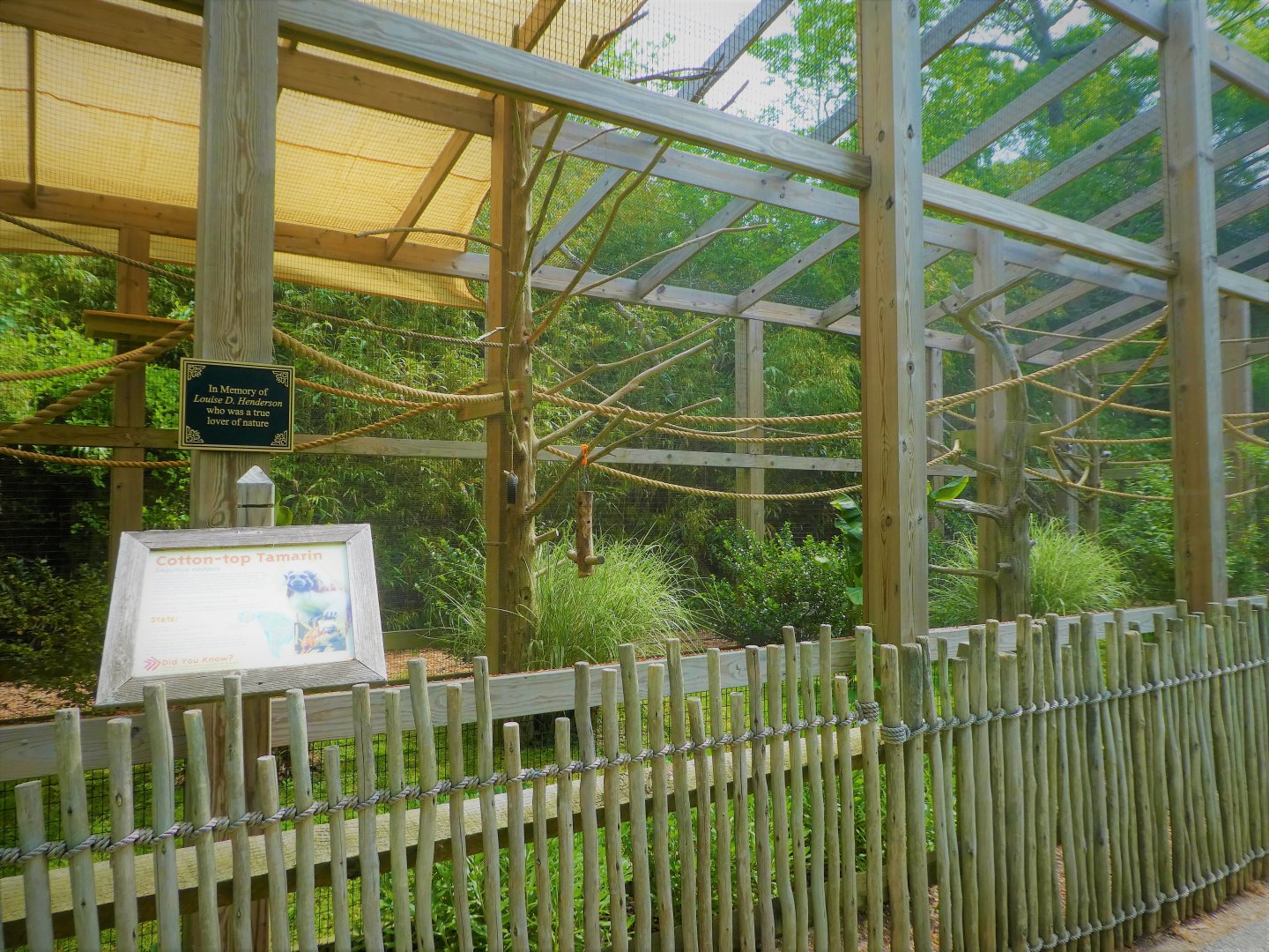 Canopy Creatures - Cotton-top Tamarin Exhibit