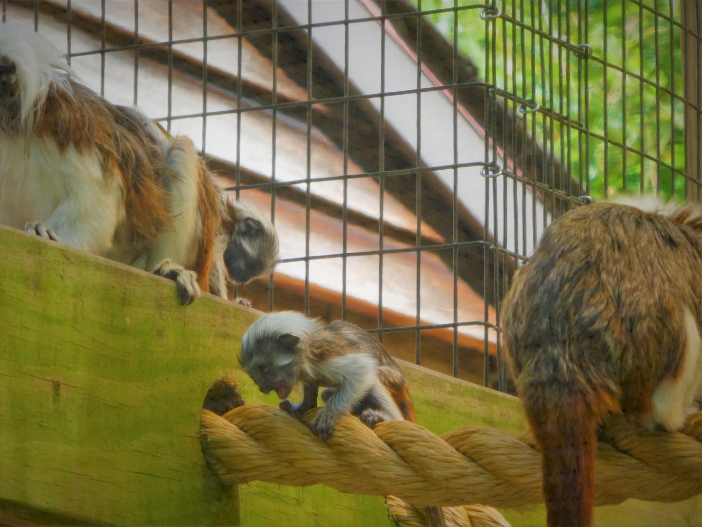 Canopy Creatures - Cotton-top Tamarin Twins