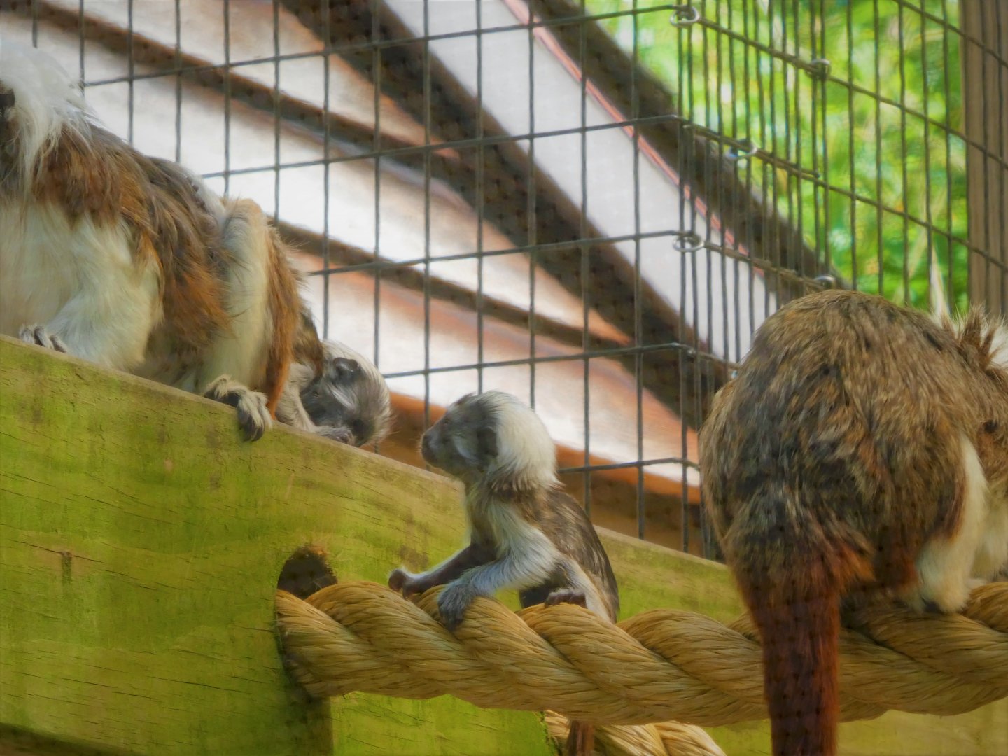 Canopy Creatures - Cotton-top Tamarin Twins
