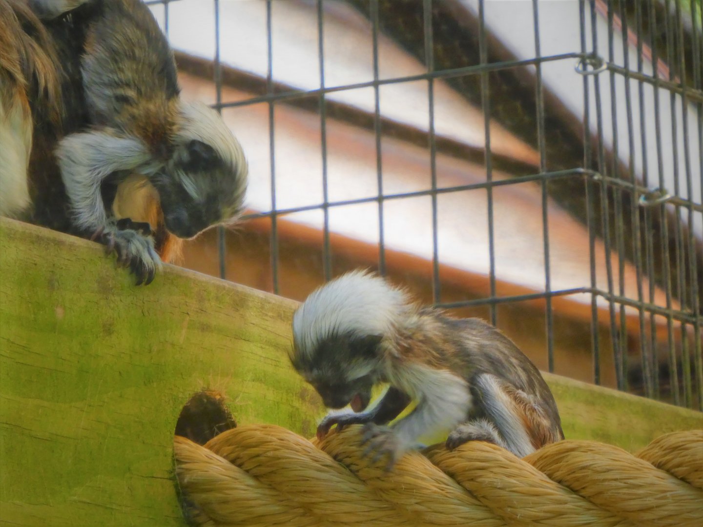 Canopy Creatures - Cotton-top Tamarin Twins
