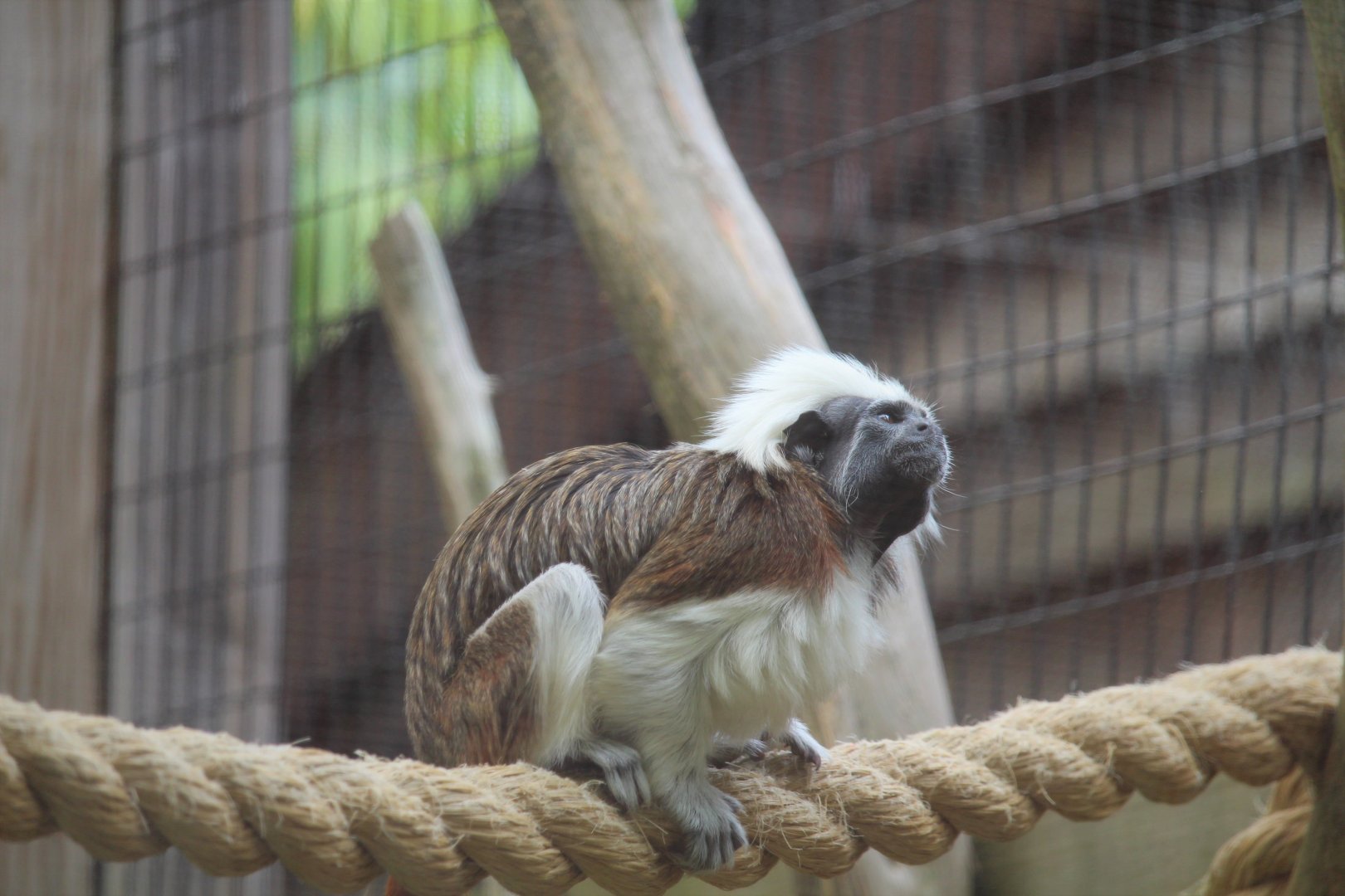 Canopy Creatures - Cotton-top Tamarin