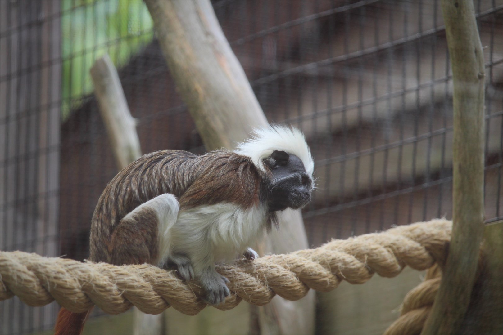 Canopy Creatures - Cotton-top Tamarin