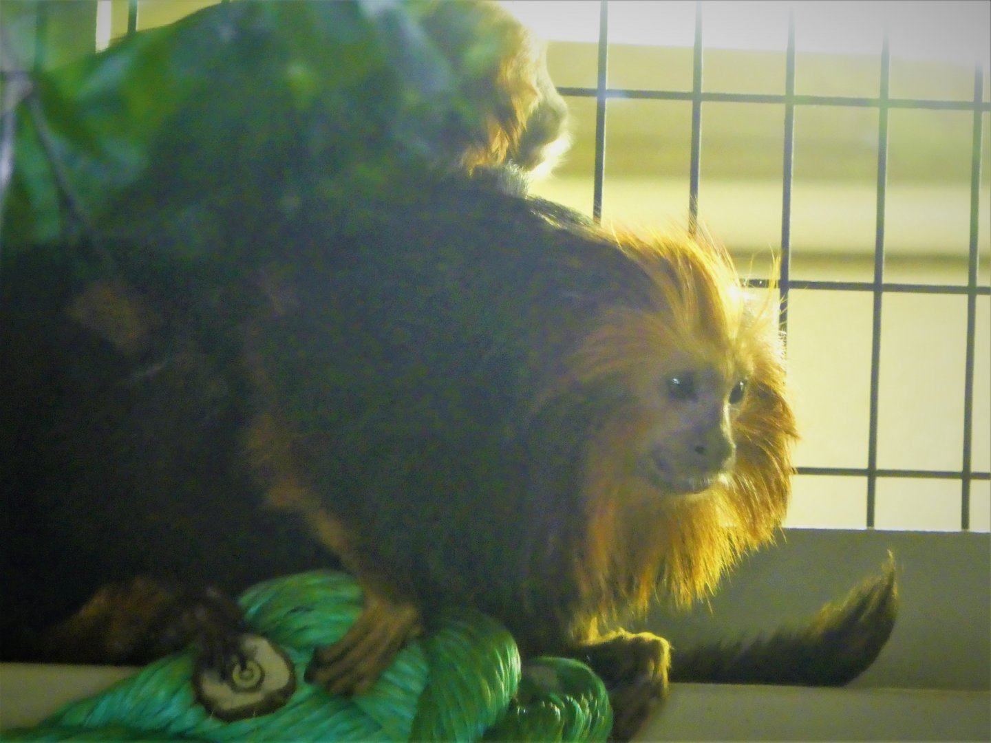 Canopy Creatures - Golden-headed Lion Tamarin